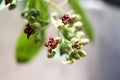 Inflorescence of Santalum album, Indian sandal wood tree - Macro Royalty Free Stock Photo