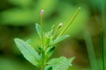 Epilobium palustre