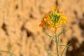 Erysimum bungei