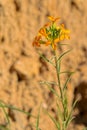 Erysimum bungei