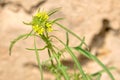 Erysimum cheiranthoides