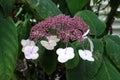 Close-up of an inflorescence of hydrangea aspera