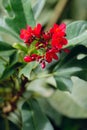 Jatropha integerrima Royalty Free Stock Photo