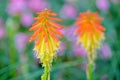 Kniphofia uvaria