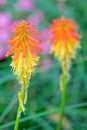 Kniphofia uvaria