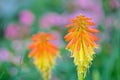 Kniphofia uvaria