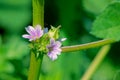 Malva verticillata