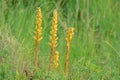 Orobanche pycnostachya Royalty Free Stock Photo