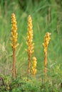 Orobanche pycnostachya Royalty Free Stock Photo