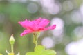 Inflorescence of pink roses flower blooming with bokeh in garden background Royalty Free Stock Photo