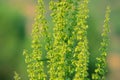 Rumex crispus Royalty Free Stock Photo