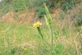 Scorzonera albicaulis Royalty Free Stock Photo