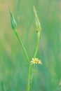 Scorzonera albicaulis Royalty Free Stock Photo