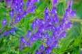 Scutellaria baicalensis Royalty Free Stock Photo