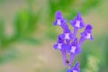 Scutellaria barbata Royalty Free Stock Photo