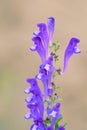 Scutellaria barbata Royalty Free Stock Photo