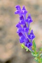 Scutellaria barbata Royalty Free Stock Photo