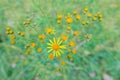 Senecio scandens