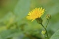 Sonchus brachyotus Royalty Free Stock Photo