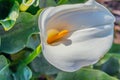 Close-up of inflorescence and spathe of the flower of Zantedeschia aethiopica Royalty Free Stock Photo