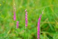 Spiranthes sinensis Royalty Free Stock Photo