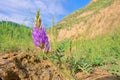 Vicia sepium Royalty Free Stock Photo