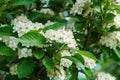 Close-up of inflorescence white flowers of Lavalle Hawthorn Tree (Crataegus x lavallei Carrierei) Thorn or May