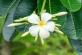 Inflorescence of white plumeria rubra flowers frangipani with water drops on natural background Royalty Free Stock Photo