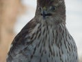 Close up of Inmature Coopers Hawk Royalty Free Stock Photo