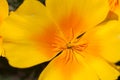 Close up of the inner part of yellow flower Royalty Free Stock Photo