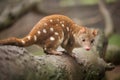 Quoll Looking at Camera