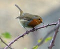 Close-up of inquisitive robin on thorny branch Royalty Free Stock Photo