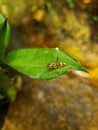 Close up of an insect with black and yellow stripes on a succulent Royalty Free Stock Photo