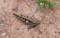 Close up of Insect brown cricket standing on the ground. Concept of wild life insects in nature