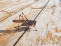 Close up of insect brown cricket standing on a wooden surface. wild life insects in nature concept.