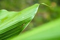 Close up of insect bug on green leaf Royalty Free Stock Photo