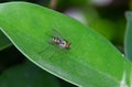 Close up insect eating  bait on the leaf    Macro  photography Royalty Free Stock Photo