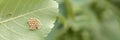 Close-up of insect eggs cluster on leaf surface in natural environment Royalty Free Stock Photo