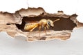 Close-Up of Insect Emerging from Wood Damage in Interior Wall with White Paint Background Royalty Free Stock Photo