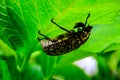 Insect Royalty Free Stock Photo