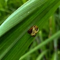 Close up insect on the grass leaf background beautiful nature toning spring nature design. Royalty Free Stock Photo
