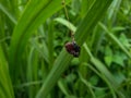 Close up insect on the grass leaf background beautiful nature toning spring nature design. Royalty Free Stock Photo