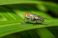 Close up insect green fly macro on leaf in nature Royalty Free Stock Photo