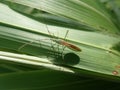 Close up an insect on a green leaf, on a blur background. It is Leptocorisa oratoria (Walang Sangit, Indonesia) Royalty Free Stock Photo