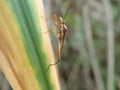 Close up an insect on a green leaf, on a blur background. It is Leptocorisa oratoria (Walang Sangit, Indonesia) Royalty Free Stock Photo