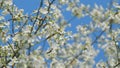 Insect honey bee pollinates. Blooming Branch. White Flowering Cherry Blossoms. Branch Of Tree With Small White Flowers Royalty Free Stock Photo