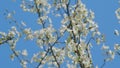 Insect honey bee pollinates. Blooming Branch. White Flowering Cherry Blossoms. Branch Of Tree With Small White Flowers Royalty Free Stock Photo