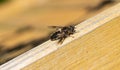 Close up of insect hoverfly Eristalis pertinax