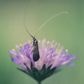 Close-up of an insect with huge antenna on a purple wild flower