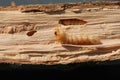 Close up of Insect larva Pest Worm